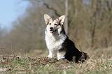 CORGI PEMBROKE 518